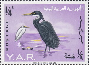 Western Reef HeronĀ (Egretta gularis)